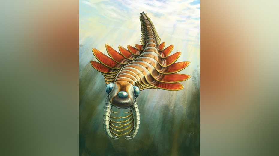 Paleontologists discover 'moth-like' predator that lived 506 million years ago