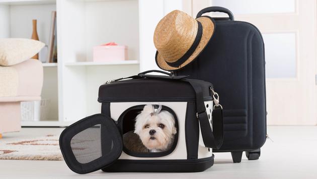 Pet-Friendly Tourism is Growing in Mexico