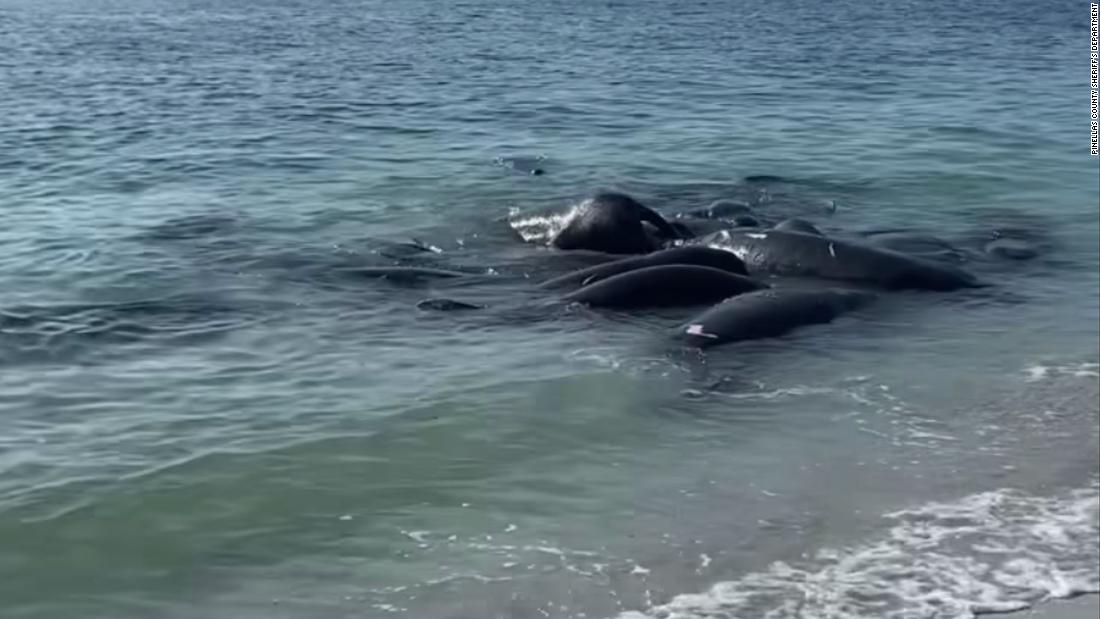 Please don't call the cops on mating manatees, Florida sheriff's office says