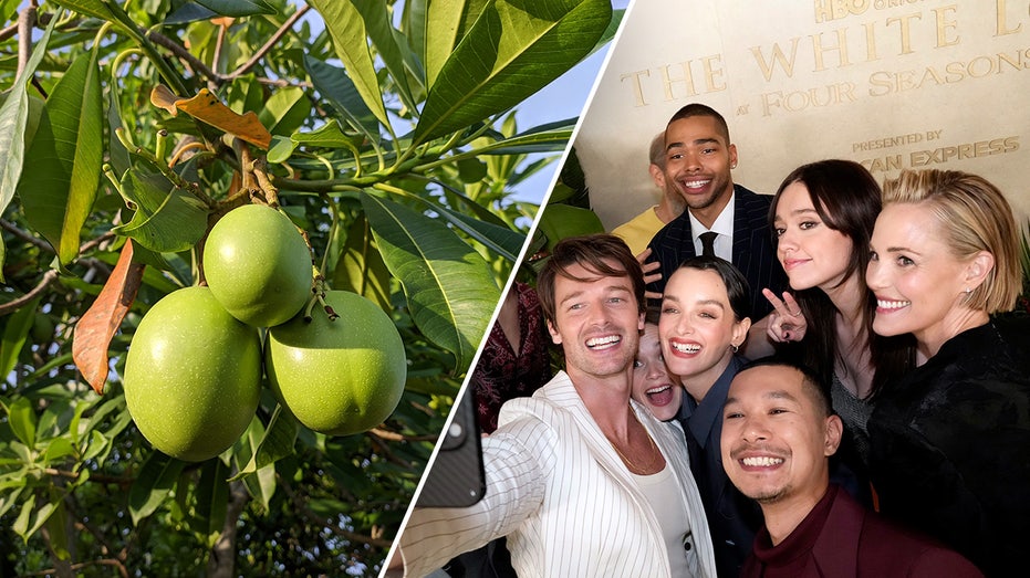 Poison fruit in 'White Lotus' comes from 'suicide tree': Is it real?