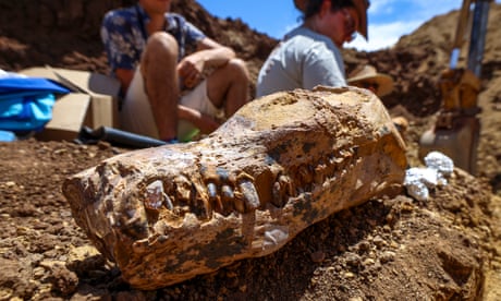 Queensland graziers unearth 100m-year-old plesiosaur remains likened to Rosetta Stone