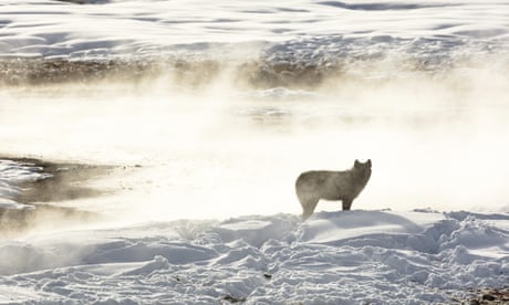 Record number of Yellowstone wolves shot after roaming outside park