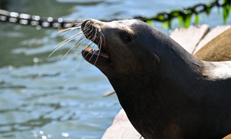 Rescued sea lion known for roaming San Diego dies, SeaWorld announces