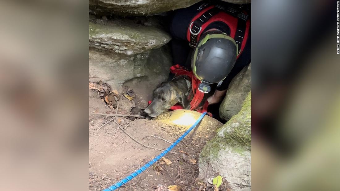 Rescuers descended into a deep cave to rescue a trapped dog -- then they found a bear