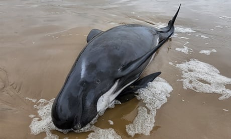 Rescuers rush to save hundreds of pilot whales stranded on Tasmanian beach