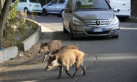 Rome residents impose curfew after spate of wild boar attacks