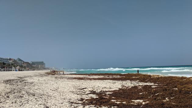 Sargassum Worries Grow in Mexican Caribbean