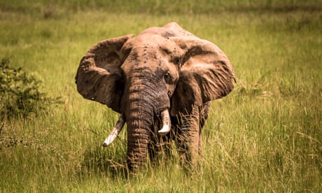 Saudi tourist trampled to death by elephant on safari in Uganda