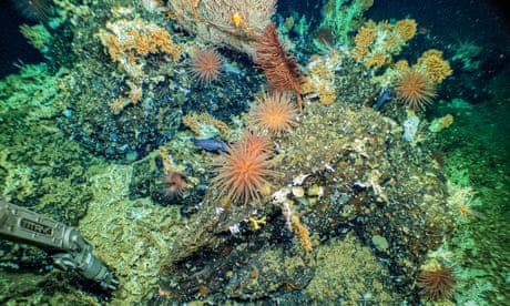 Scientists discover pristine deep-sea Galápagos reef ‘teeming with life’