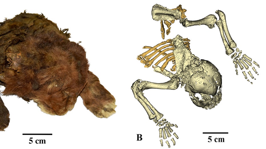 Scientists study 'very rare' frozen remains of 35,000-year-old saber-toothed cub