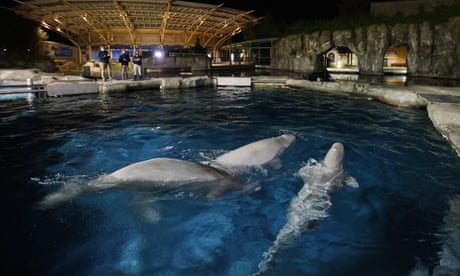 Second of five whales brought from Canada to US aquarium dies