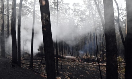 Secret document urges native logging halt in NSW regions hit hard by black summer bushfires