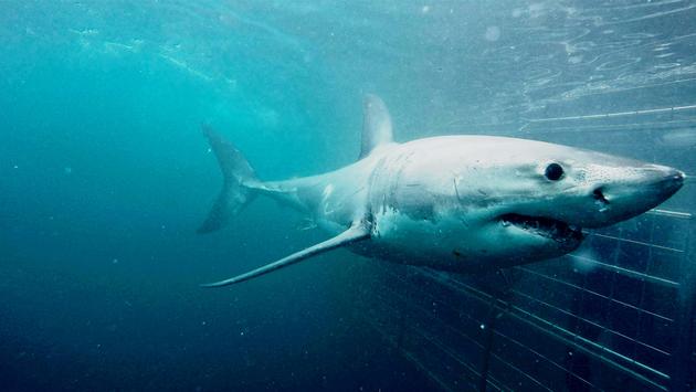 Shark Week: Best Places to Travel for Shark Experiences