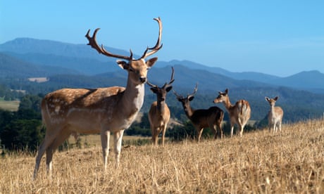 Shot and left to rot: Tasmania grapples with deer dilemma as invasive pest numbers soar