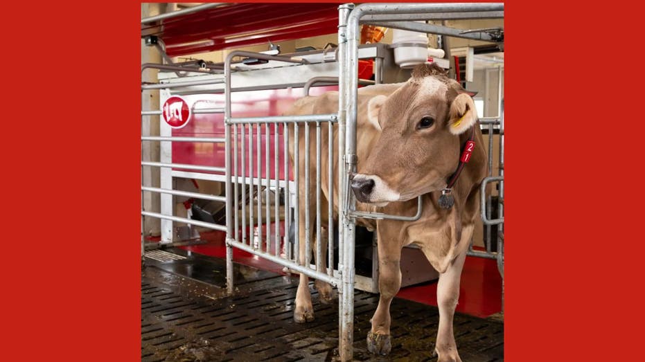 Smarter dairy farms where robots milk the cows