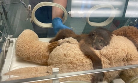 Sumatran orangutan at New Orleans zoo gives birth to healthy male infant