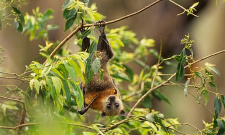 System to protect Australia’s threatened species from development ‘more or less worthless’, study finds