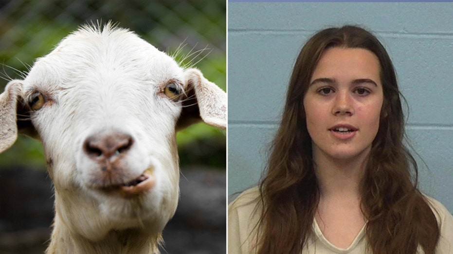 Texas cheerleader accused of poisoning rival's show goat barred from caring for her pets on her own