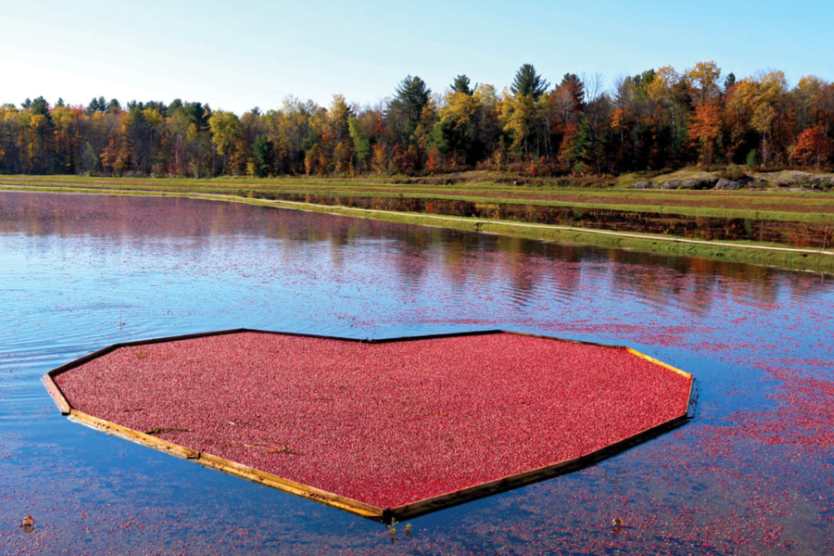 The Bala Cranberry Festival 2024: A must-visit fall event in Ontario, This is what you need to know about