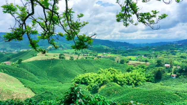 The Best Coffee Routes in Latin America