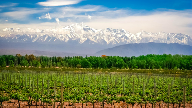 The Best Vineyards To Visit in Argentina