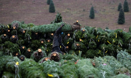 The crisis unfolding in America?s Christmas tree capital