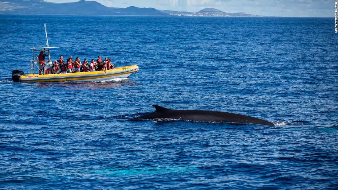 The islands that went from whale hunting to whale watching