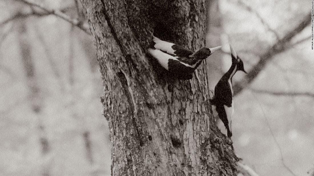 The ivory-billed woodpecker will not be listed as extinct â€” for now