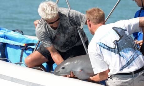 The tiny vaquita porpoise now numbers less than 10. Can they be saved?