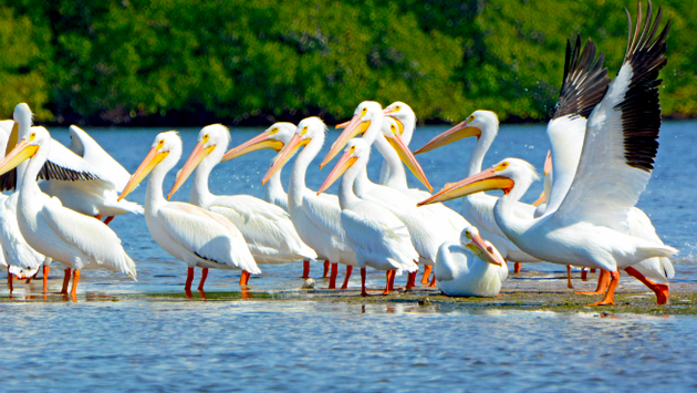 The Top Bird Watching Hotspots in Latin America