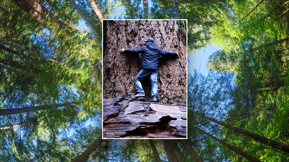 The world's oldest Douglas fir trees have lived over 1,000 years