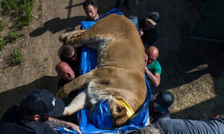 Three trucks, nine lions, police with guns: how the Odesa big cat rescue unfolded