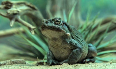 Toad licking: just say no, National Parks Service tells Americans seeking a high
