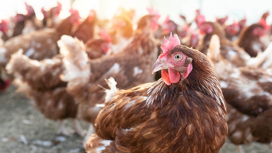 Trump admin scrutinizes 'kill all the chickens' policy as bird flu ravages egg prices