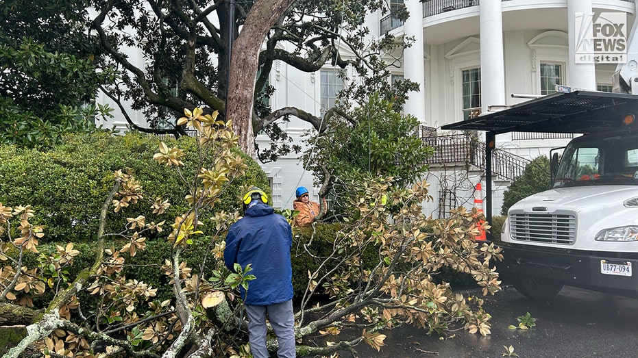 Trump to plant new Jackson magnolia tree after White House chop-down: 'We've done everything for this tree'