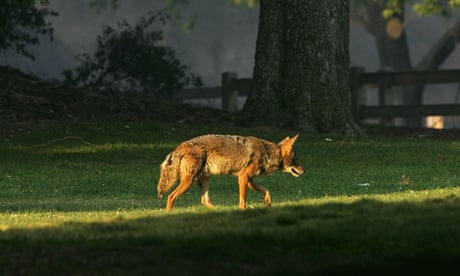 Two-year-old girl survives coyote attack in Los Angeles daylight