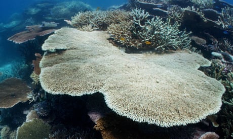 UN mission must see coral bleaching to get whole picture of Great Barrier Reef, experts say