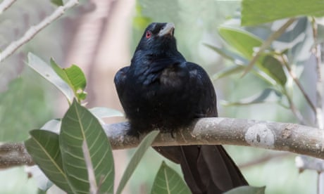 Unusual sightings of the Asian koel in Melbourne raise mysteries for migration researchers