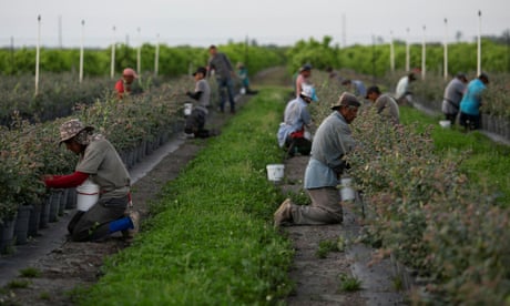 US farms made $200m via human smuggling and labor trafficking operation