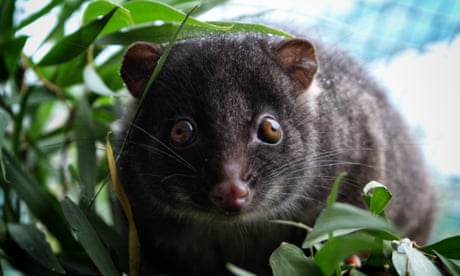 WA ring road approved by federal government threatens ancient trees and endangered wildlife