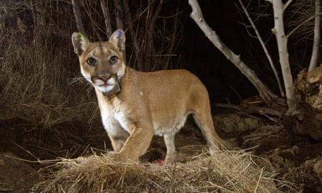 Wealthy California town cites mountain lion habitat to deny affordable housing