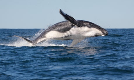 Whale watching season starts early as humpback population bounces back