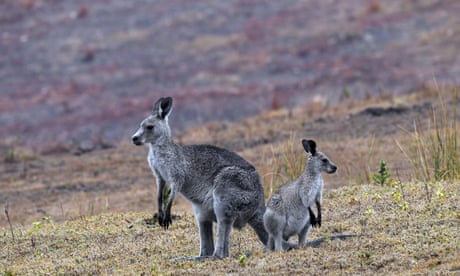 Why is the EU under pressure to ban kangaroo products and how will it affect Australia?