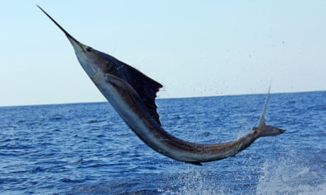 Woman on Florida boat gored by 100lb sailfish that jumped from water