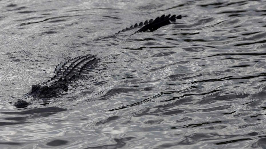 Woman's kayaking adventure takes terrifying turn when predator attacks: 911 call