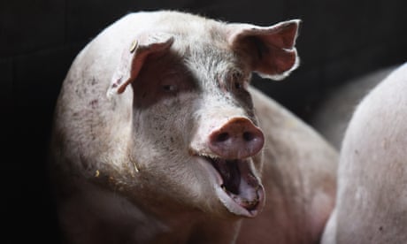 Woolworths and Coles source pork from abattoirs featured in ‘horrific’ pig slaughter video