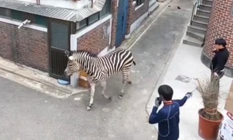 Zebra captured after three hours on the run in Seoul